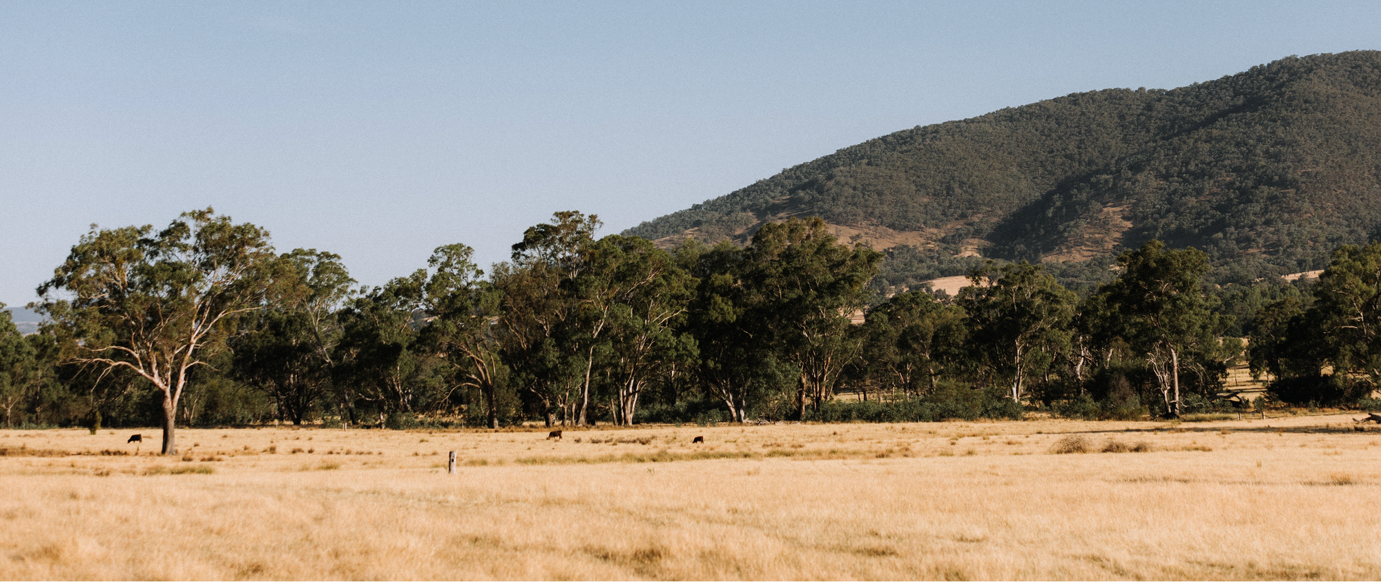 Bears Hill